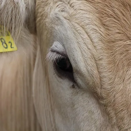 霍夫吉纽思住宿加早餐旅馆 * Ganterschwil