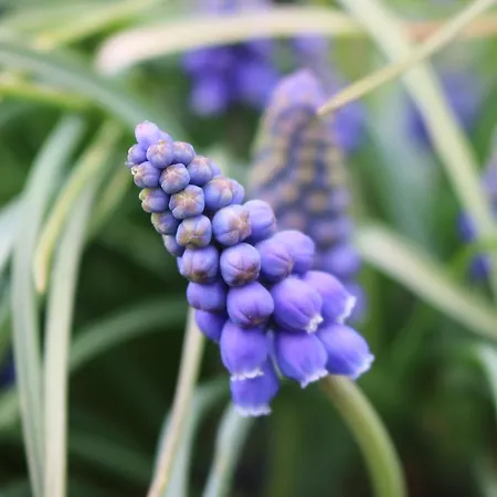 Hofgenuss * Ganterschwil